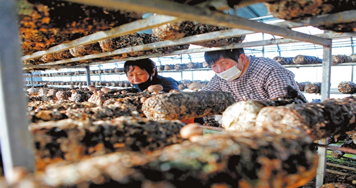 襄汾縣鄧莊村：香菇產(chǎn)業(yè) 助農(nóng)增收